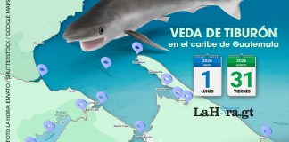 Del 1 de mayo al 31 de agosto, el MAGA ha anunciado la veda del tiburón en las Costas del Caribe guatemalteco.