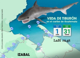 Del 1 de mayo al 31 de agosto, el MAGA ha anunciado la veda del tiburón en las Costas del Caribe guatemalteco.