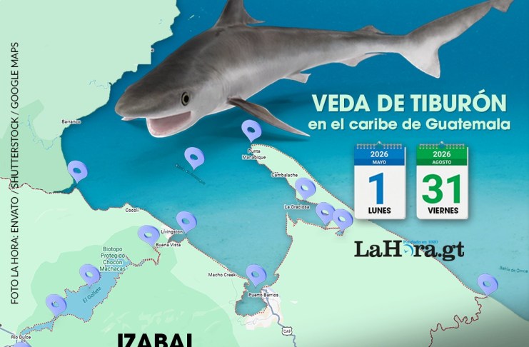 Del 1 de mayo al 31 de agosto, el MAGA ha anunciado la veda del tiburón en las Costas del Caribe guatemalteco.