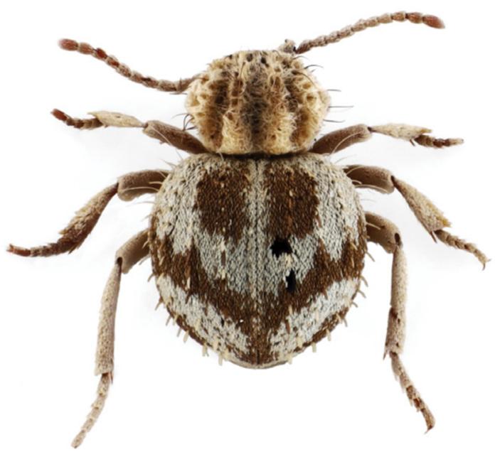 Fotografía cedida por T. Keith Philips, Jacob G. Bowen y Kyle A. Whorrall, donde se muestra una nueva especie de "escarabajo araña". Foto La Hora: EFE