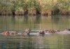 Hipopótamos que eran propiedad de Pablo Escobar en un río de Colombia. Foto La Hora: EFE
