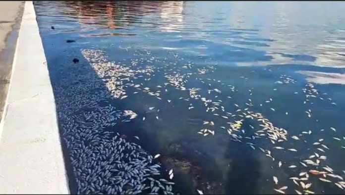 Los peces muertos fueron ubicados en el malecón de Puerto Barrios, Izabal. Foto La Hora: redes sociales