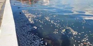 Los peces muertos fueron ubicados en el malecón de Puerto Barrios, Izabal. Foto La Hora: redes sociales