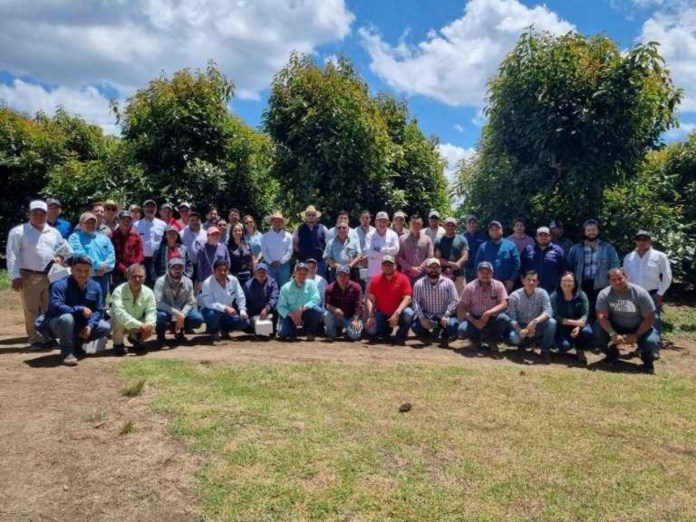 El sector aguacatero guatemalteco proyecta sumar hasta 20 mil toneladas adicionales de aguacate Hass hacia 2028.
