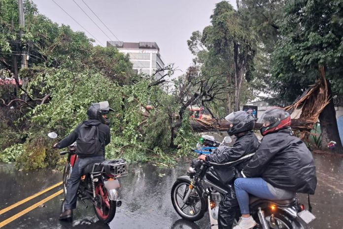Árbol caído a causa de las fuertes lluvias en la zona 13 capitalina. Foto La Hora: Muniguate