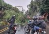 Árbol caído a causa de las fuertes lluvias en la zona 13 capitalina. Foto La Hora: Muniguate