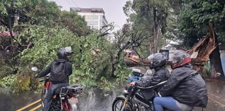 Reportan fuertes lluvias y árboles caídos en sectores de la capital por ingreso de onda del este Árbol caído a causa de las fuertes lluvias en la zona 13 capitalina. Foto La Hora: Muniguate