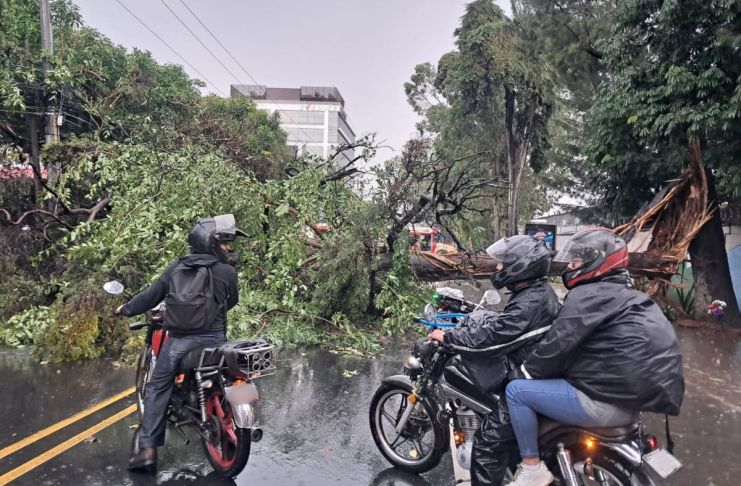 Reportan fuertes lluvias y árboles caídos en sectores de la capital por ingreso de onda del este Árbol caído a causa de las fuertes lluvias en la zona 13 capitalina. Foto La Hora: Muniguate
