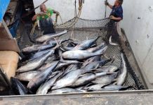 Archivo de pesca de atún en el Pacífico. Foto La Hora: Maga