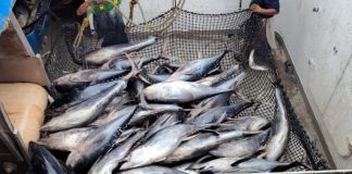 Archivo de pesca de atún en el Pacífico. Foto La Hora: Maga