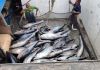 Maga establecerá una veda de pesca de atún en el Pacífico en dos periodos de tiempo Archivo de pesca de atún en el Pacífico. Foto La Hora: Maga