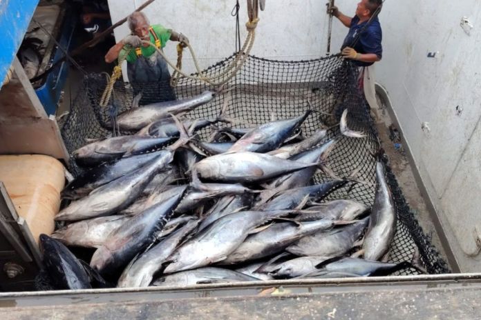 Archivo de pesca de Atun en el Pacifico Archivo de pesca de atún en el Pacífico. Foto La Hora: Maga