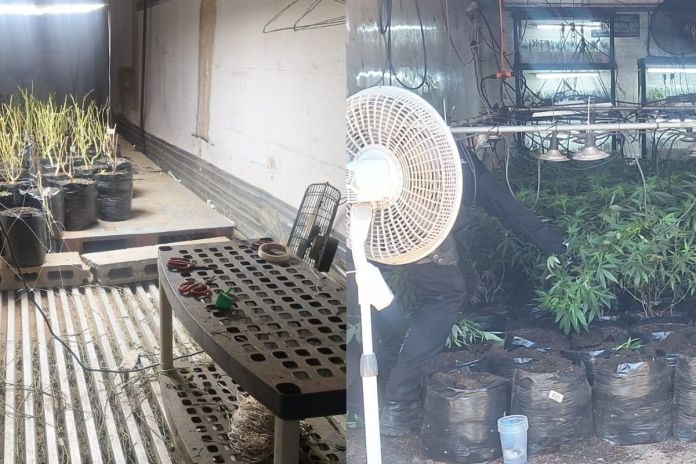 Línea de producción de marihuana