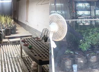 Al estilo «Breaking Bad», línea de producción de marihuana en contenedores es desmantelada por PNC Línea de producción de marihuana