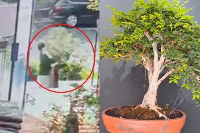 Bonsai de casi 50 años de vida. Foto La Hora: captura de pantalla.