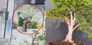 Bonsai de casi 50 años de vida. Foto La Hora: captura de pantalla.