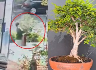 Denuncian robo de bonsai de casi 50 años de vida en Avenida Las Américas Bonsai de casi 50 años de vida. Foto La Hora: captura de pantalla.