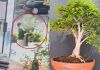 Bonsai de casi 50 años de vida. Foto La Hora: captura de pantalla.