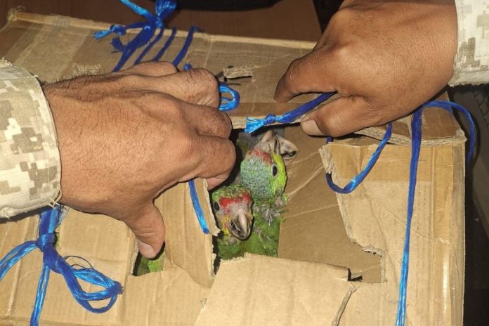 Ligado a proceso y multa de Q5 mil para hombre que transportaba loros y pericas en una caja. Foto La Hora: MP.