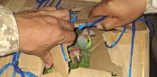 Ligado a proceso y multa de Q5 mil para hombre que transportaba loros y pericas en una caja. Foto La Hora: MP.