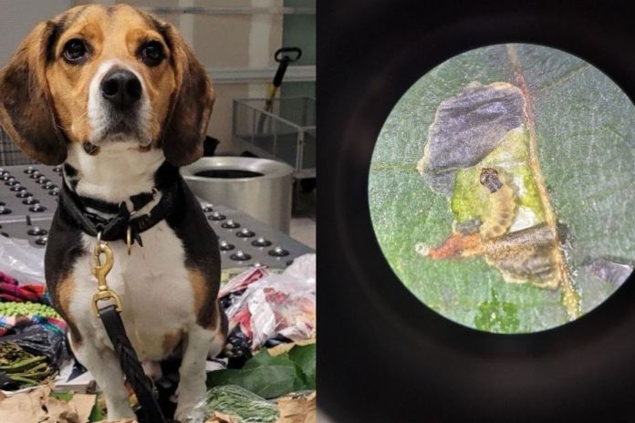 Unidad canina detecta productos agrícolas y larvas en equipaje procedente de Guatemala. Foto La Hora: US Embassy GuateMALA.