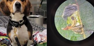 Unidad canina detecta productos agrícolas y larvas en equipaje procedente de Guatemala. Foto La Hora: US Embassy GuateMALA.