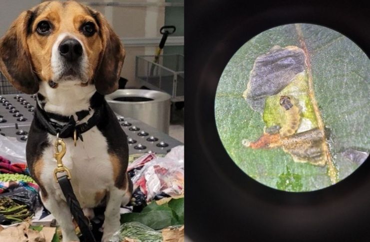 Unidad canina detecta productos agrícolas y larvas en equipaje procedente de Guatemala. Foto La Hora: US Embassy GuateMALA.