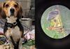Unidad canina detecta productos agrícolas y larvas en equipaje procedente de Guatemala. Foto La Hora: US Embassy GuateMALA.