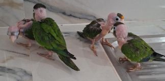 Detienen a mujer con cuatro loros frente naranja en El Progreso. Foto La Hora: PNC.
