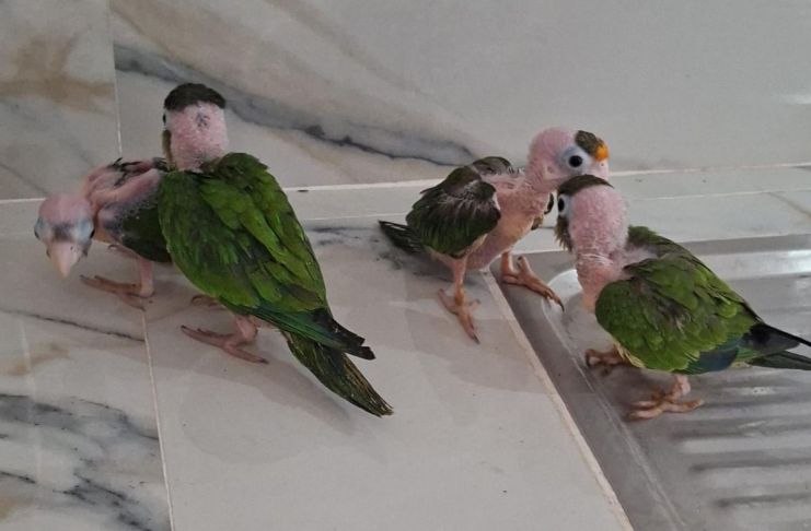 Detienen a mujer con cuatro loros frente naranja en El Progreso. Foto La Hora: PNC.