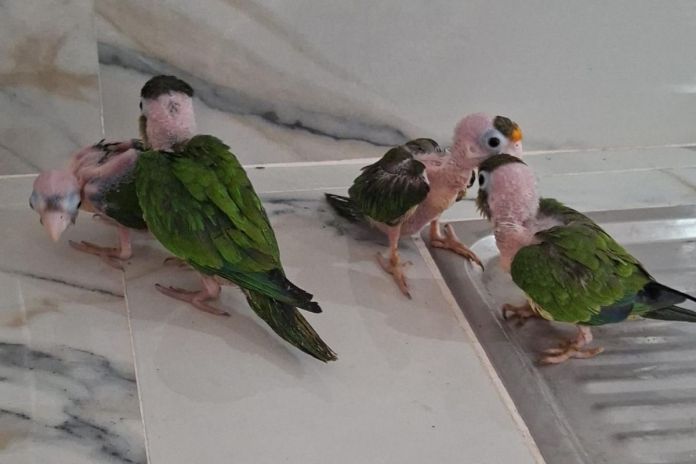 Artes LH (52) Detienen a mujer con cuatro loros frente naranja en El Progreso. Foto La Hora: PNC.