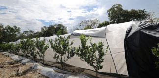 Lluvias y calor elevan riesgos para cultivos y ganado en Guatemala Lluvias y calor elevan riesgos para cultivos y ganado en Guatemala. Foto La Hora: Maga.