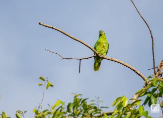 Día Mundial del Loro: llaman a frenar el tráfico ilegal por reducción del 90% de su población En el Día Mundial del Loro, organizaciones hicieron un llamado para evitar el tráfico ilegal de estas aves.