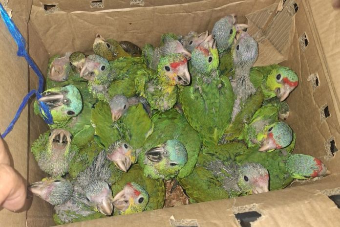 Loros y pericas rescatadas del tráfico ilegal de aves silvestres. Foto La Hora: PNC