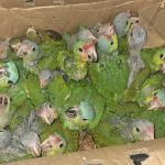 Loros y pericas rescatadas del tráfico ilegal de aves silvestres. Foto La Hora: PNC