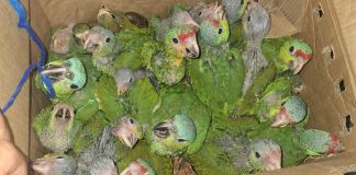 Loros y pericas rescatadas del tráfico ilegal de aves silvestres. Foto La Hora: PNC