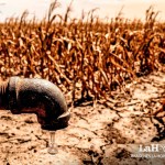 MAGA activa plan para proteger la producción de alimentos. Arte: La Hora.