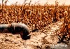 MAGA activa plan para proteger la producción de alimentos. Arte: La Hora.