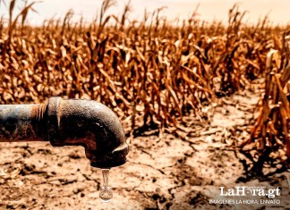 MAGA activa plan para proteger la producción de alimentos ante advertencias de temperaturas extremas y canícula prolongada MAGA activa plan para proteger la producción de alimentos por posibilidad del fenómeno de "El Niño". Arte: La Hora.