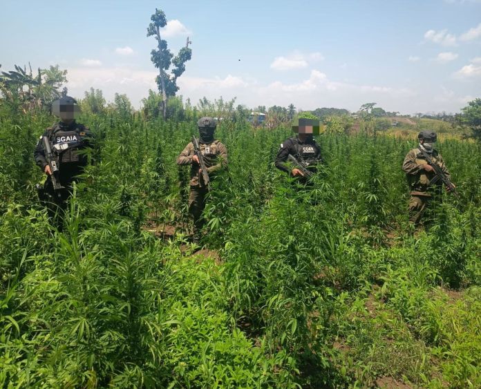 Antinarcóticos erradican cinco campos de cultivos de marihuana en Las Cruces, Petén. Foto La Hora: PNC.