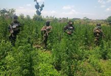 Antinarcóticos erradican cinco campos de cultivos de marihuana en Las Cruces, Petén. Foto La Hora: PNC.
