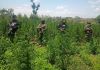 Antinarcóticos erradican cinco campos de cultivos de marihuana en Las Cruces, Petén. Foto La Hora: PNC.