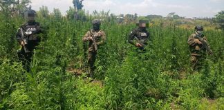 Antinarcóticos erradican cinco campos de cultivos de marihuana en Las Cruces, Petén Antinarcóticos erradican cinco campos de cultivos de marihuana en Las Cruces, Petén. Foto La Hora: PNC.