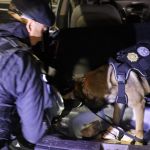 Agentes antinarcóticos y peritos del Ministerio Público participaron en el operativo realizado en la ruta al Pacífico.