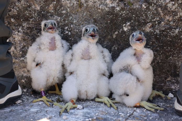 Pichones de halcón pecho naranja que anidaron en el Parque Nacional Tikal. Foto La Hora: FB/ Parque Nacional Tikal