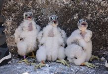 Pichones de halcón pecho naranja que anidaron en el Parque Nacional Tikal. Foto La Hora: FB/ Parque Nacional Tikal