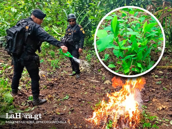 Plantaciones de coca han sido ubicadas y destruidas en cuatro departamentos del país.