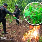 Plantaciones de coca han sido ubicadas y destruidas en cuatro departamentos del país.