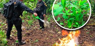 Plantaciones de coca han sido ubicadas y destruidas en cuatro departamentos del país.