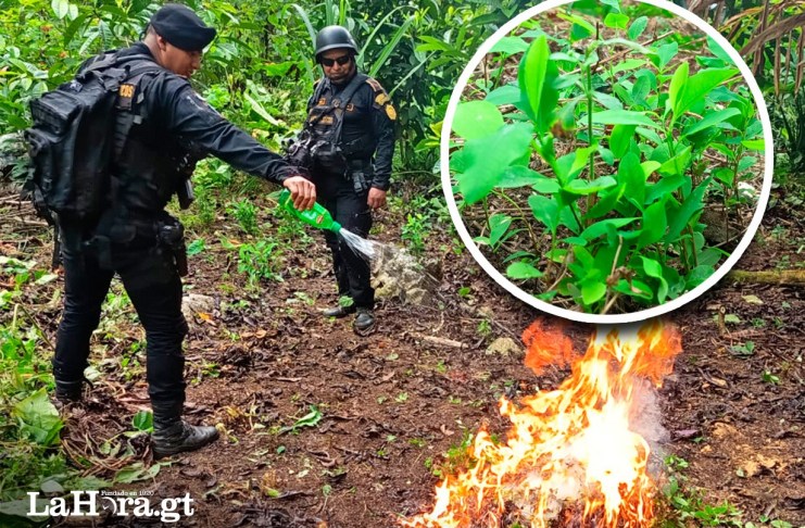 Plantaciones de coca han sido ubicadas y destruidas en cuatro departamentos del país.